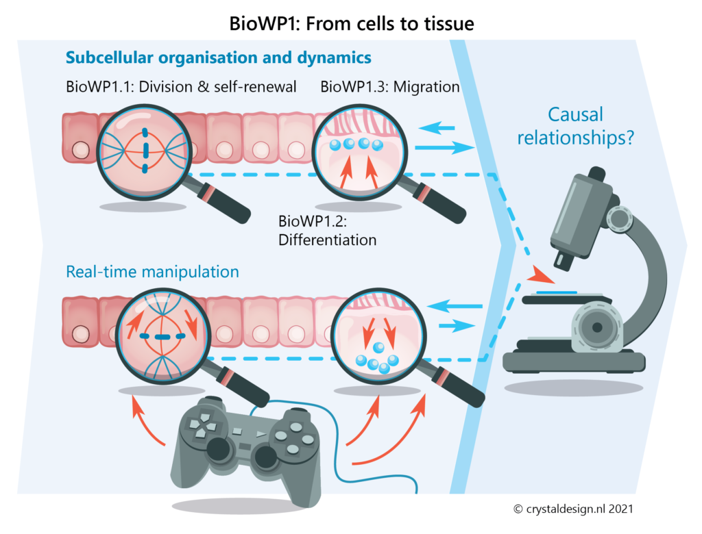BioWP1: From Cells to tissue.
BioWP1.1: Division & self-renewal, zooming in on cells in tissue -> BioWP1.2: cell differentiation and migration (BioWP1.3)
These biological events can be imaged while applying real-time manipulation through chemical and optical control of cellular mechanisms.