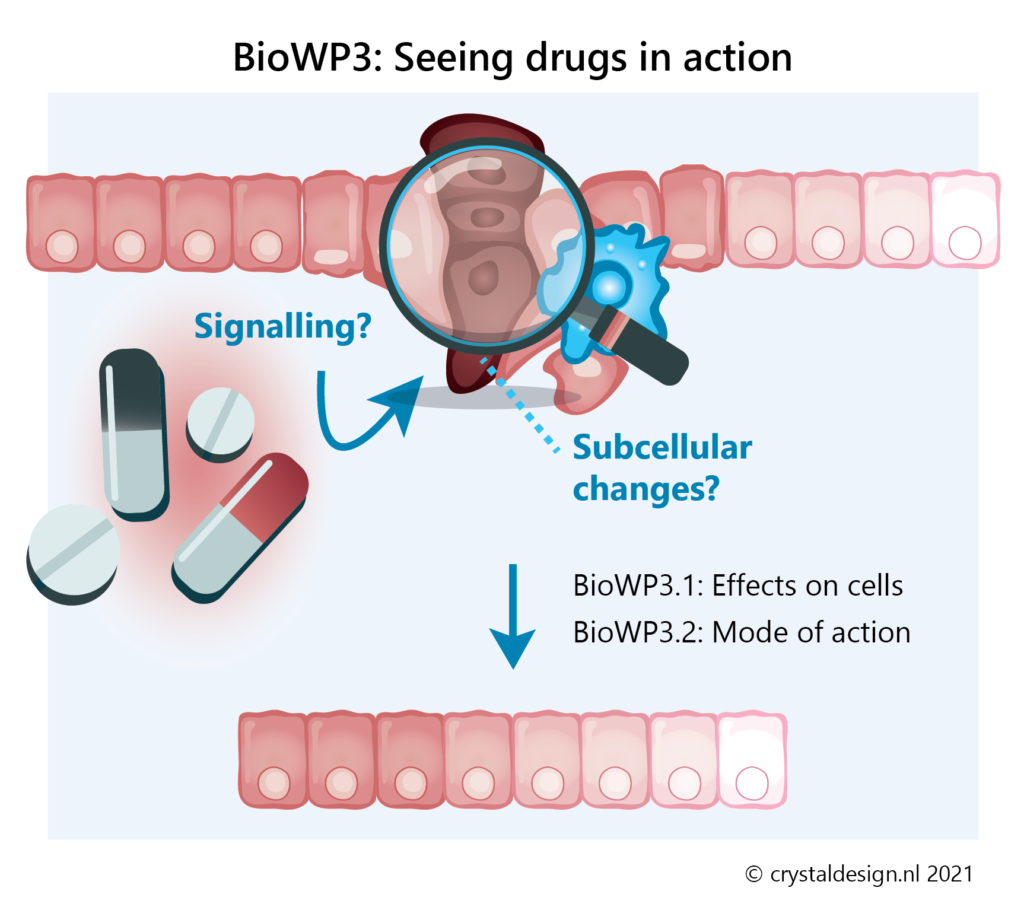BioWP3: Seeing drugs in action
Drug induced cell-signalling can create subcellular changes and be used for local treatment on a cell level with the knowledge gathered from BioWP1 and 2.