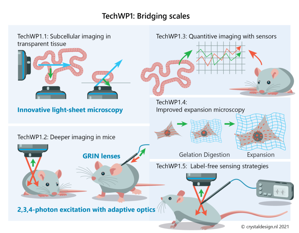 TechWP1: Bridging scales

1.1: Subcellular imaging in transparent tissue (via innovative light-sheet microscopy)

1.2 Deeper imaging in mice (using GRIN lenses; 2,3,4- photon excitation with adaptive optics)

1.3 Quantitative imaging with sensors (in-vivo)

1.4 Improved expansion microscopy (physical sample expansion and improved resolution)

1.5 Label-free sensing strategies