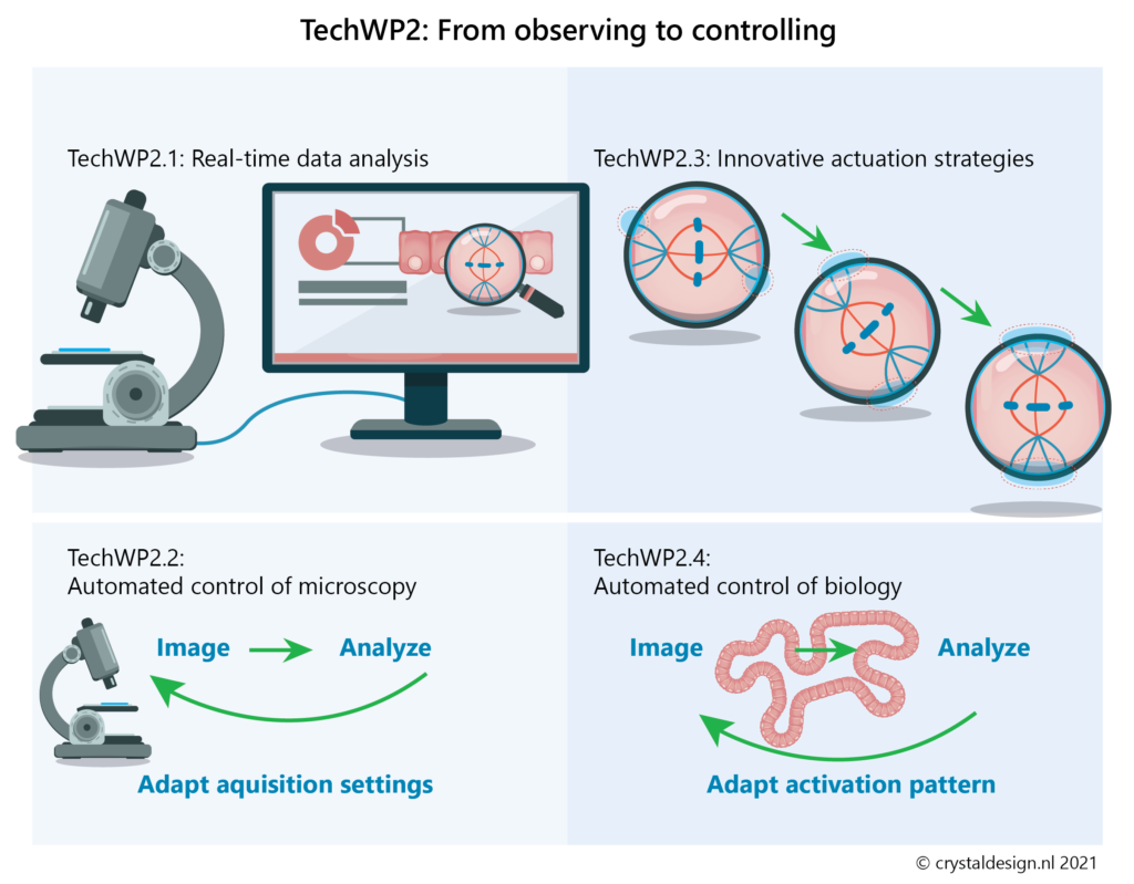 From observing to controlling:
Real-Time data analysis allows for innovative actuation strategies and automated control of biology