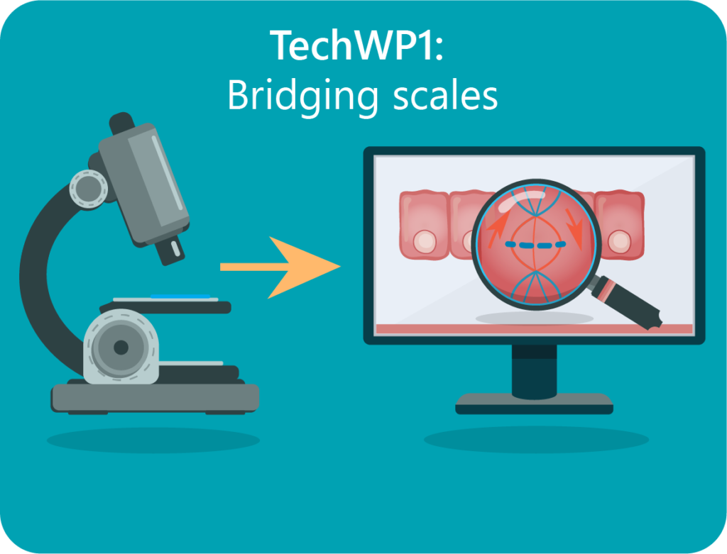 TechWP1: Bridging scales: High resolution microscopy in tissue